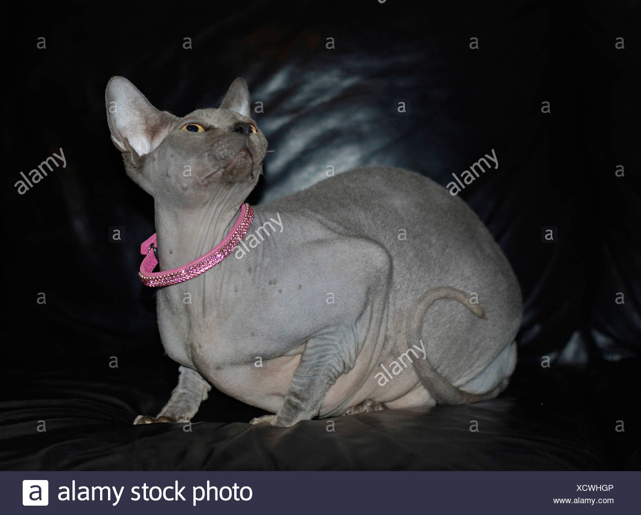Également connu sous le nom de chat Sphynx sans poil canadienne est une race de chat connue pour son manque d\u0027armoiries des biens disponibles