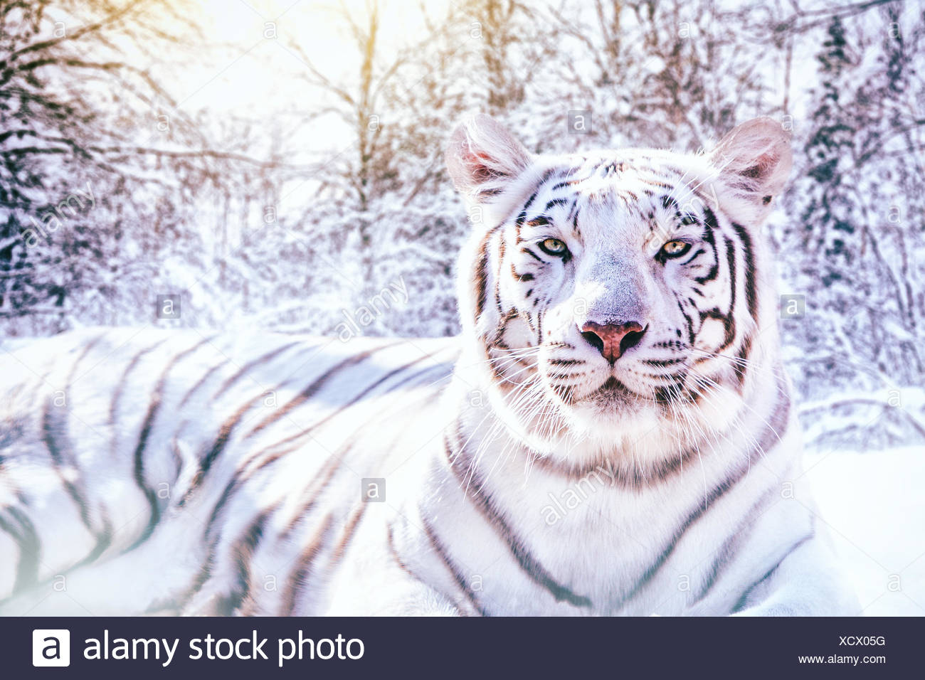 Portrait D Un Tigre Blanc Dans La Foret Enneigee Image Composite Photo Stock Alamy