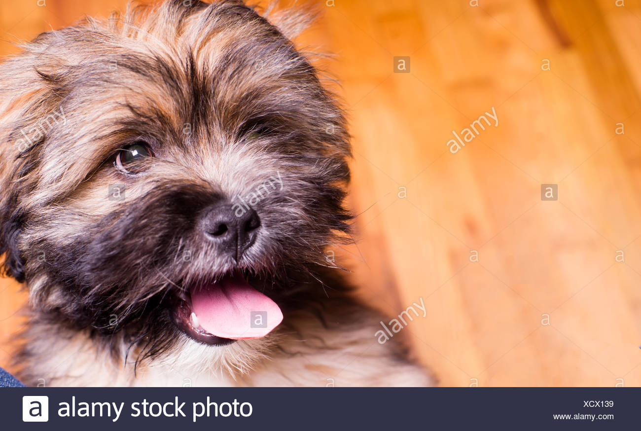 Le Lhassa Apso Est Un Non Sportif Race De Chien Originaire