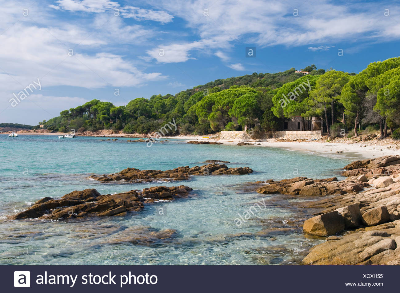 Pins Sur La Plage Golfe De Pinarellu Côte Est Corse