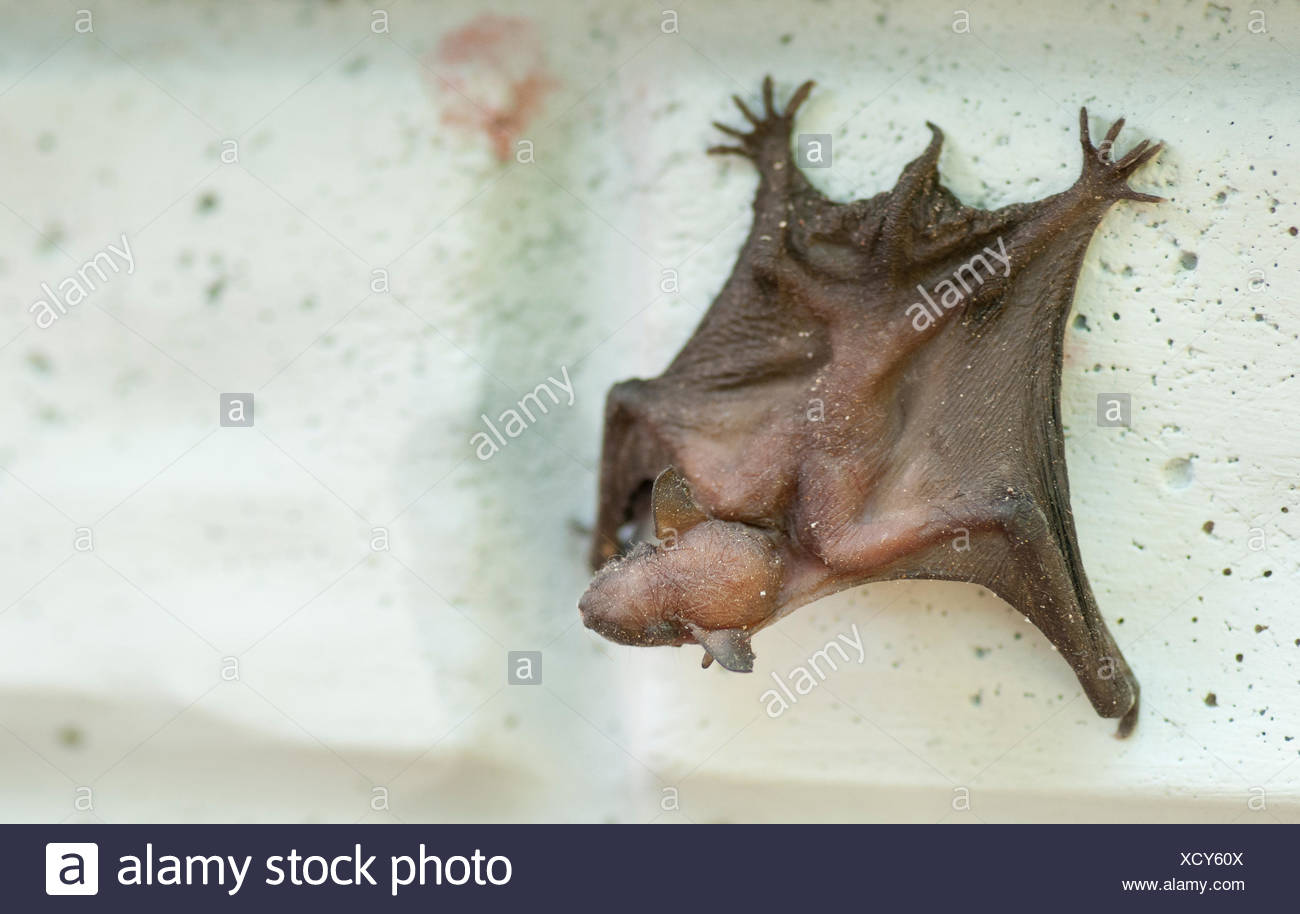 Bebe Chauve Souris Trouvee Sur Le Cote D Une Maison Photo Stock Alamy