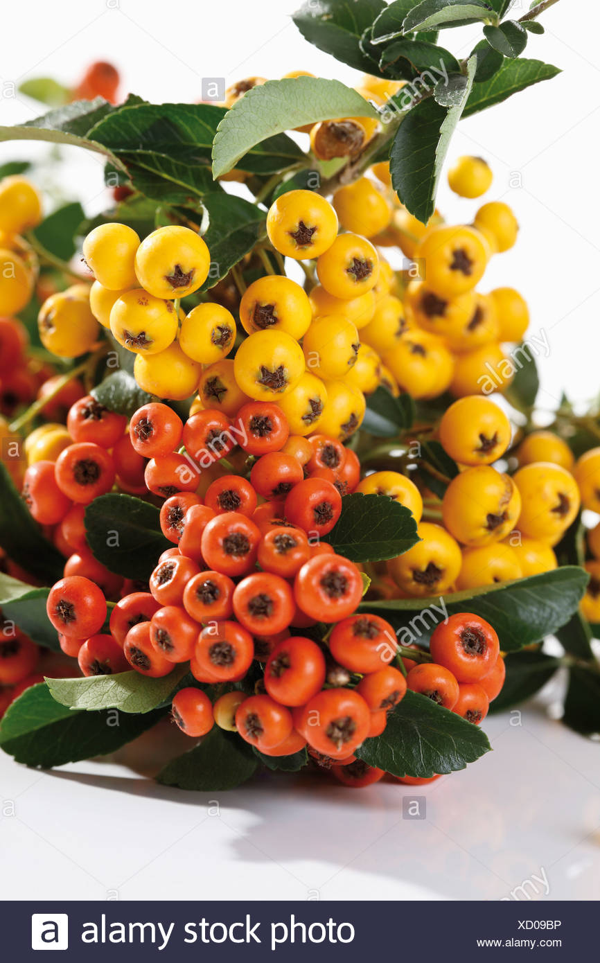 Yellow Firethorn Pyracantha Photos Yellow Firethorn Pyracantha