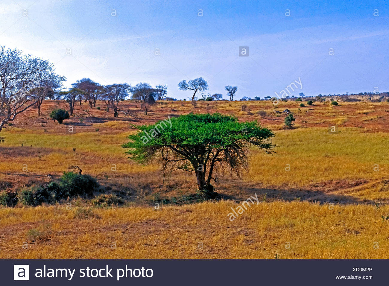 La Belle Nature De L Afrique Un Regal Pour Les Yeux Photo Stock Alamy La Belle Nature De L Afrique Un Regal Pour Les Yeux Photo Stock Alamy