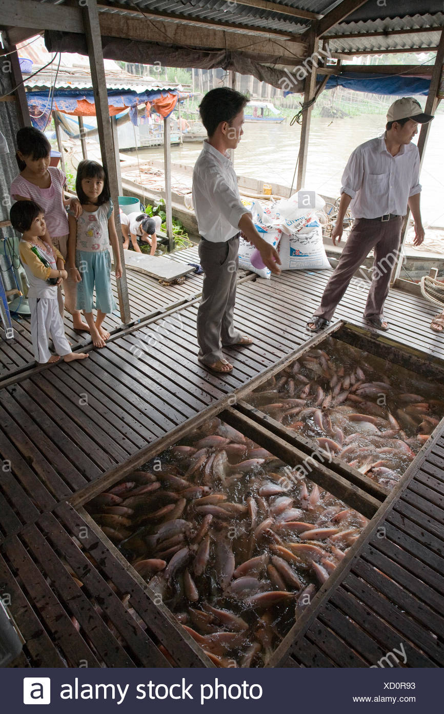 Fish Farm Avec Pangas Poisson Chat Pangasius Pangasius Delta Du Mekong Au Sud Vietnam Vietnam Asie Du Sud Est Photo Stock Alamy Fish Farm Avec Pangas Poisson Chat Pangasius Pangasius Delta Du Mekong Au Sud Vietnam Vietnam Asie Du Sud Est Photo Stock Alamy
