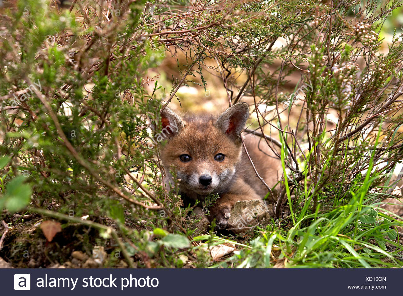 Bebe Renard Roux Vulpes Vulpes Dans Normady Photo Stock Alamy