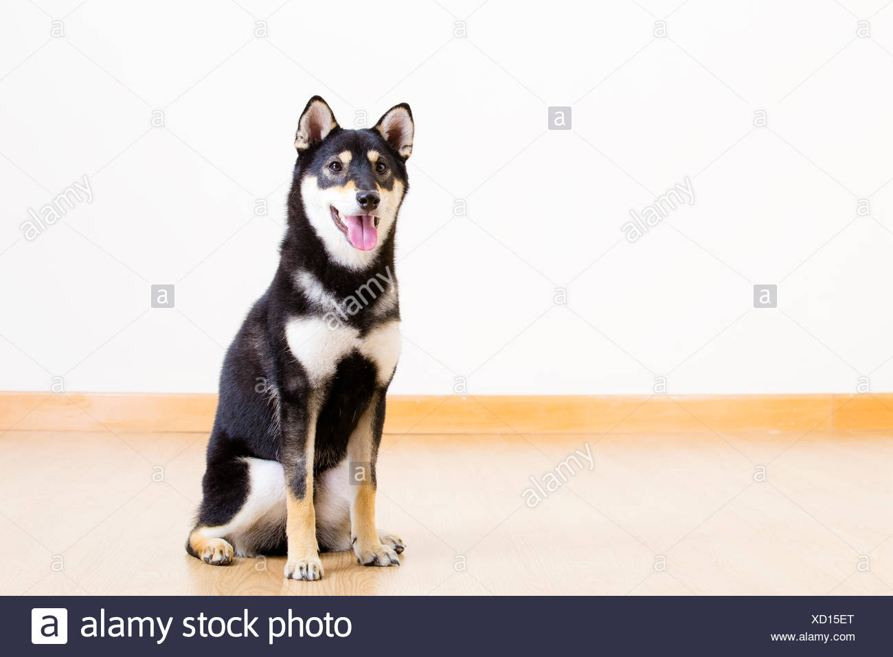Noir Et Feu Shiba Inu A La Maison Photo Stock Alamy