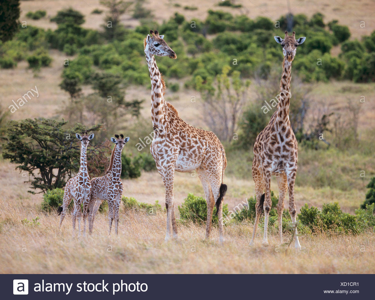 Deux girafes avec deux oursons / Giraffa camelopardalis Banque D'Images