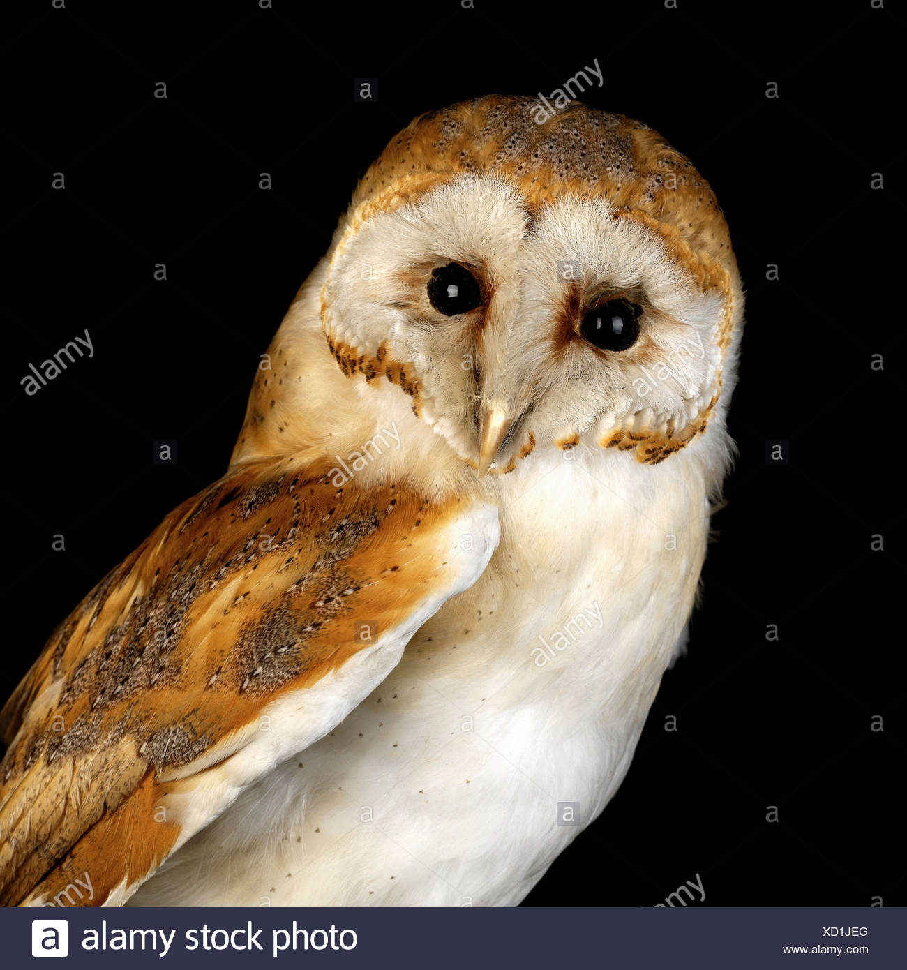 Effraie Des Clochers Bebe Photo Stock Alamy