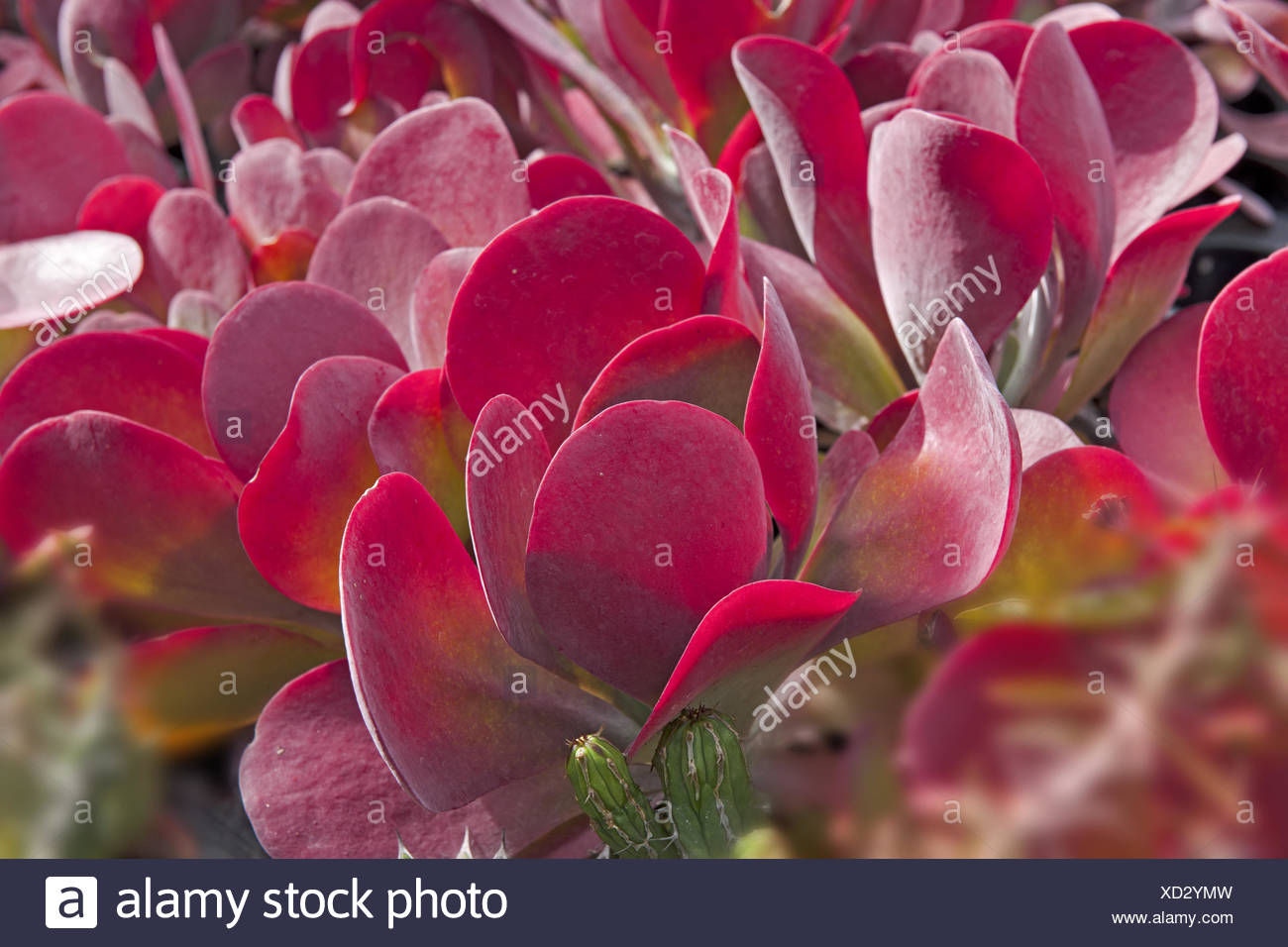 Cactus Fleur Rose épines Photo Gratuite Sur Pixabay