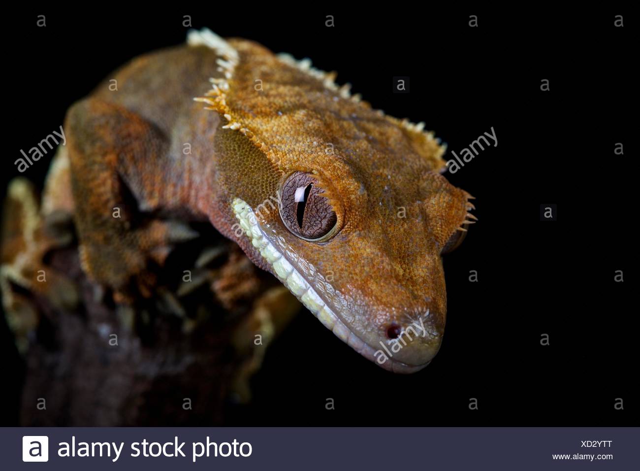 Captive, Collection Privée Crested Gecko Banque D'Images