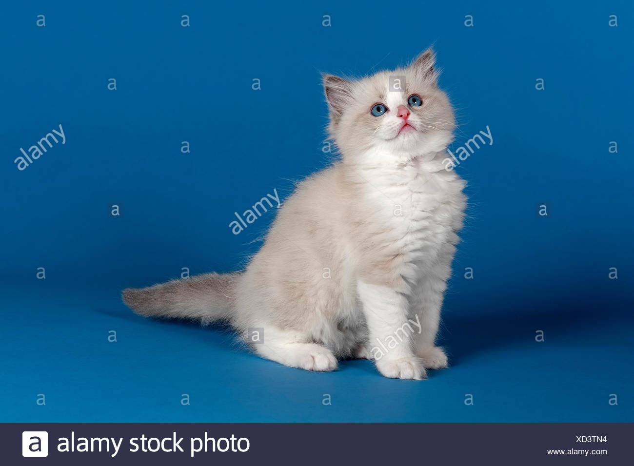 Chat Chaton Ragdoll 9 Semaines Bleu Bicolore Photo Stock Alamy