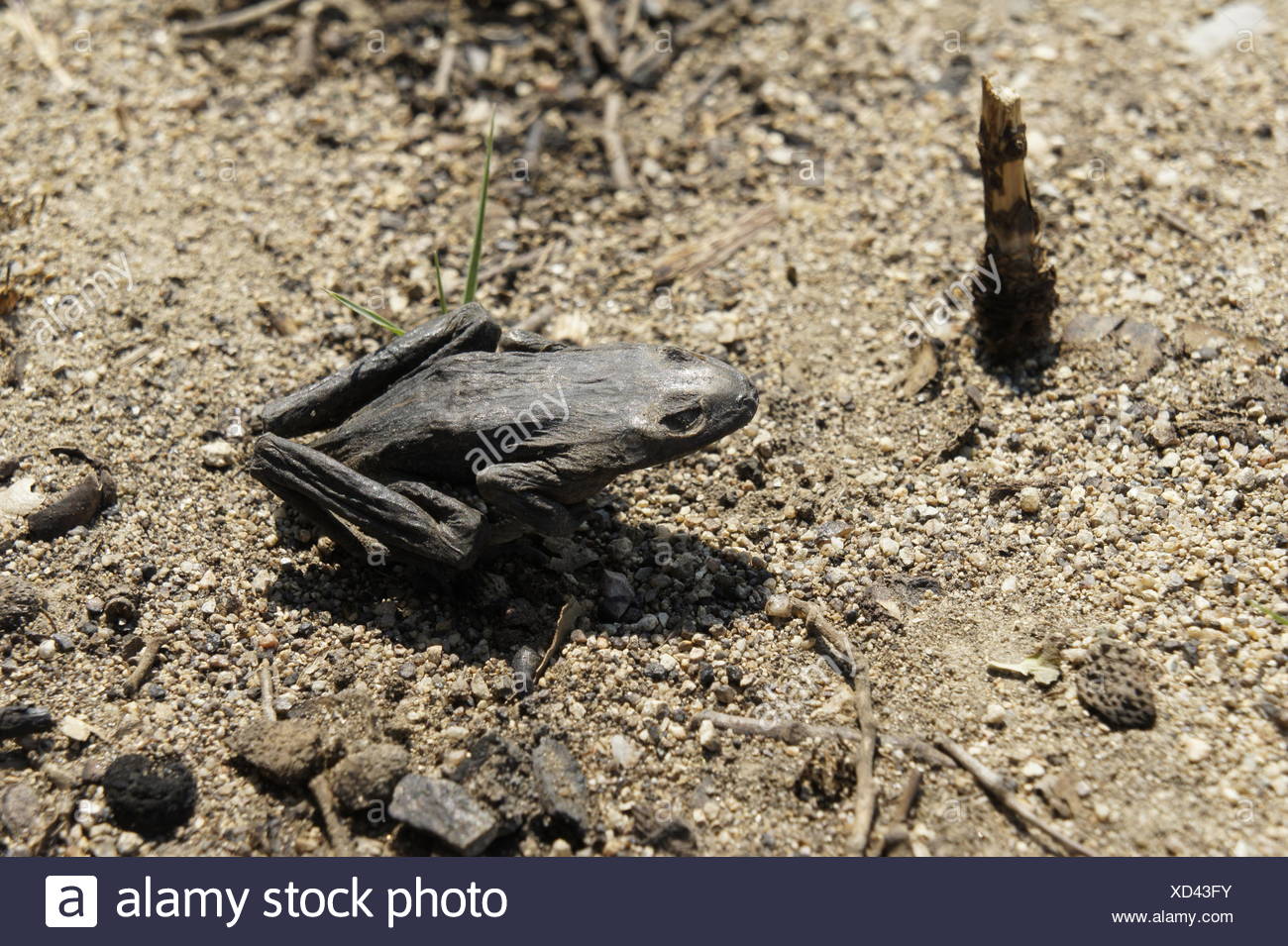 Verkohlter frosch im Wald nahe la Jonquera, spanisch-franzoesisches waldbraenden grenzgebiet, nach sommer 2012, verkohlte baeume Banque D'Images