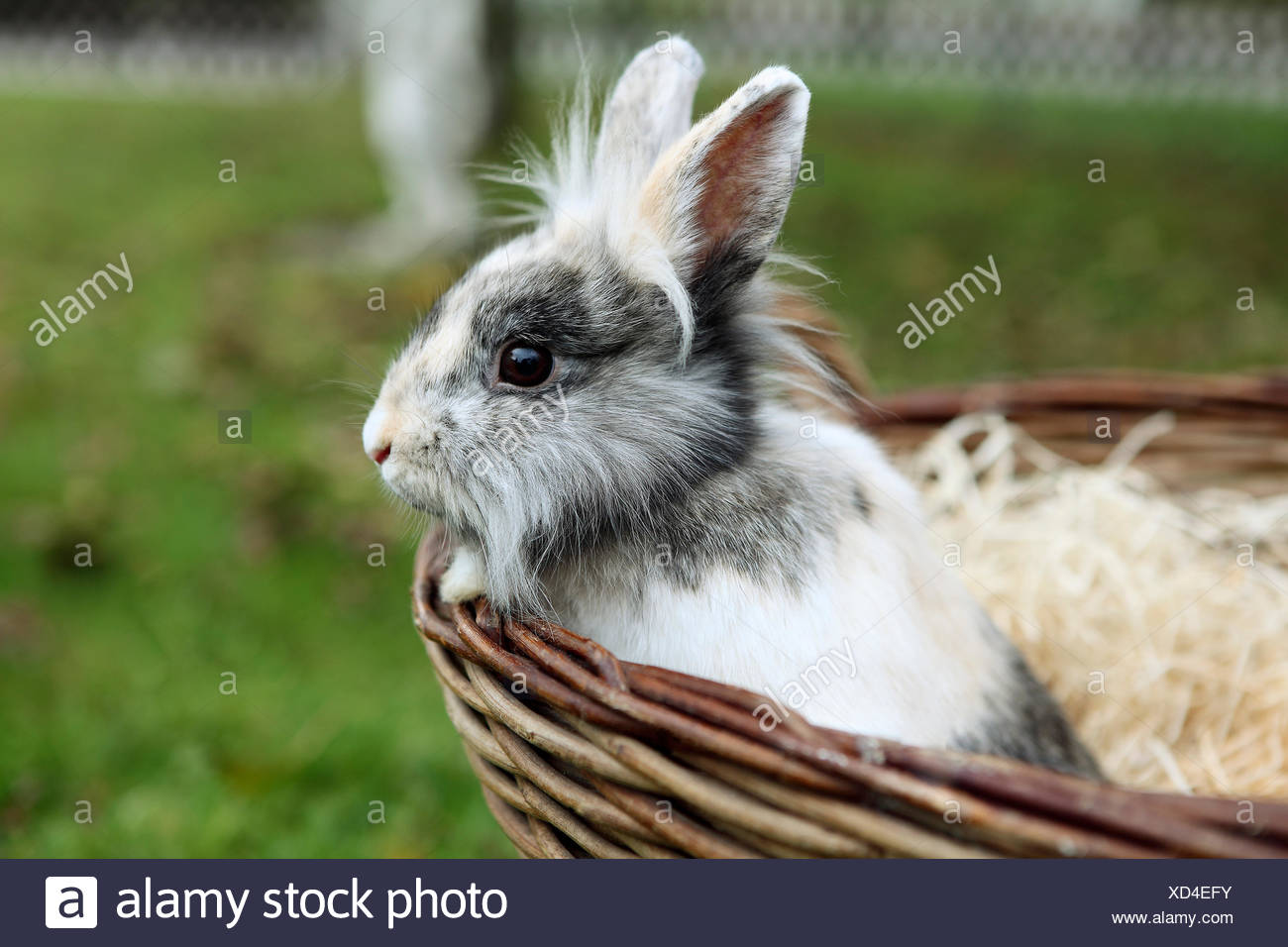 Jeune Lion head bunny dans un panier Banque D'Images