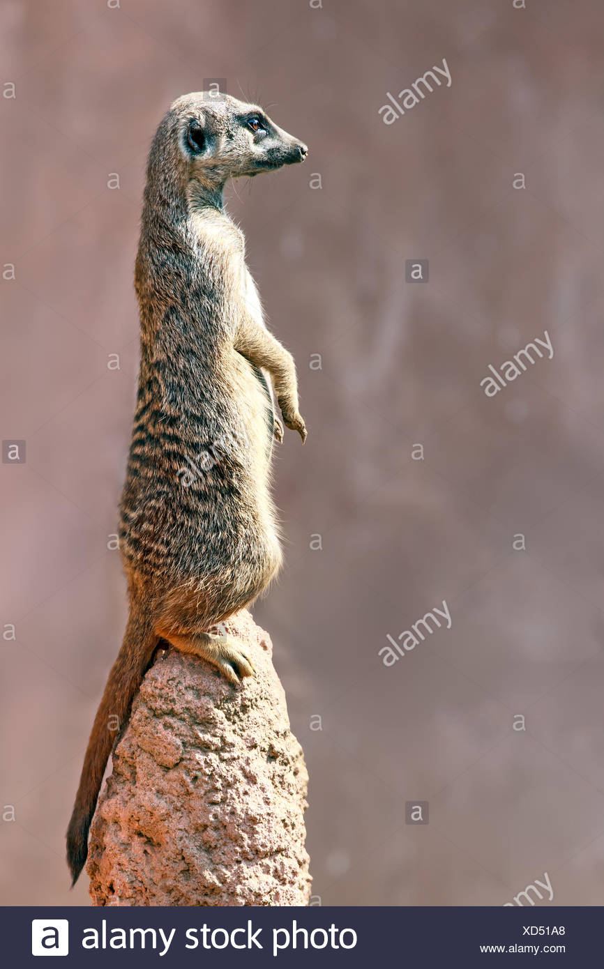 Drole Et Mignon Meerkat Suricate Ou Photo Stock Alamy