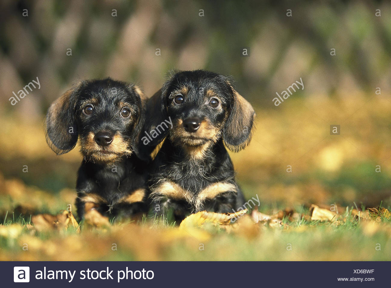 Teckel à Poil Dur Chiots Animaux Chiens Canidae