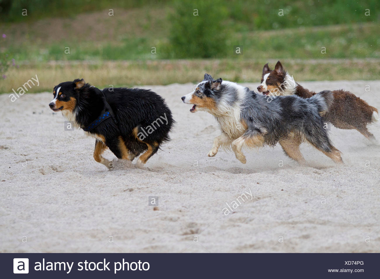 Berger Australien Bleu Merle Deux Chiens De Compagnie Chasse