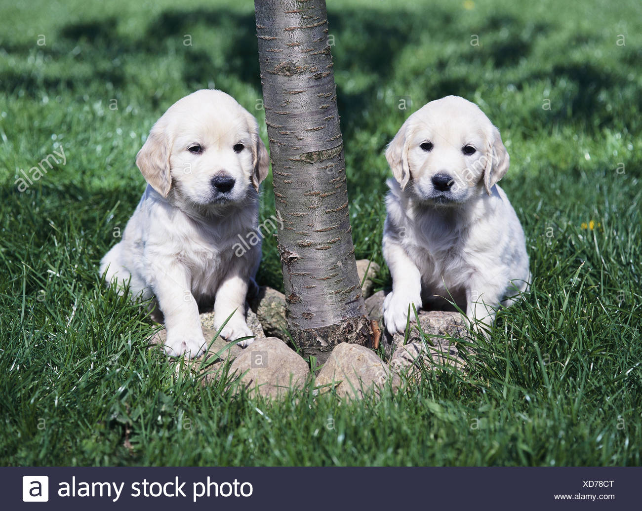 Pré Arbre Détail Golden Retriever Chiot Deux Sasseoir