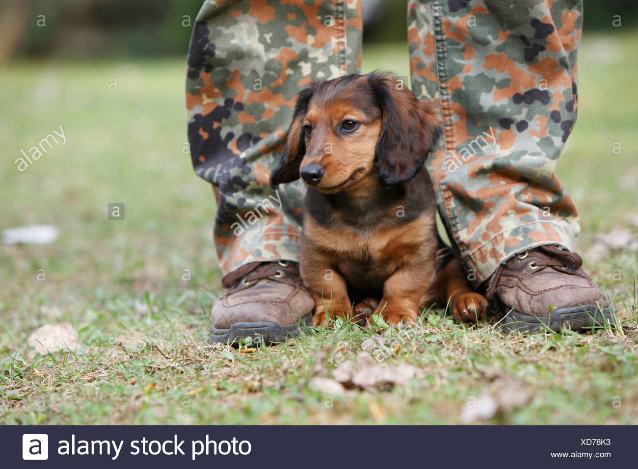 Long Leg Dog Photos Long Leg Dog Images Alamy