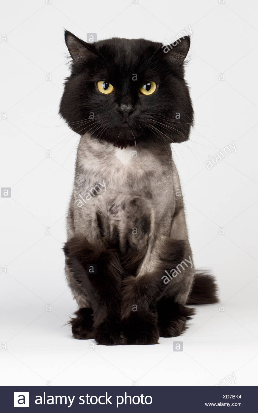 Chat Noir Rase Photo Stock Alamy