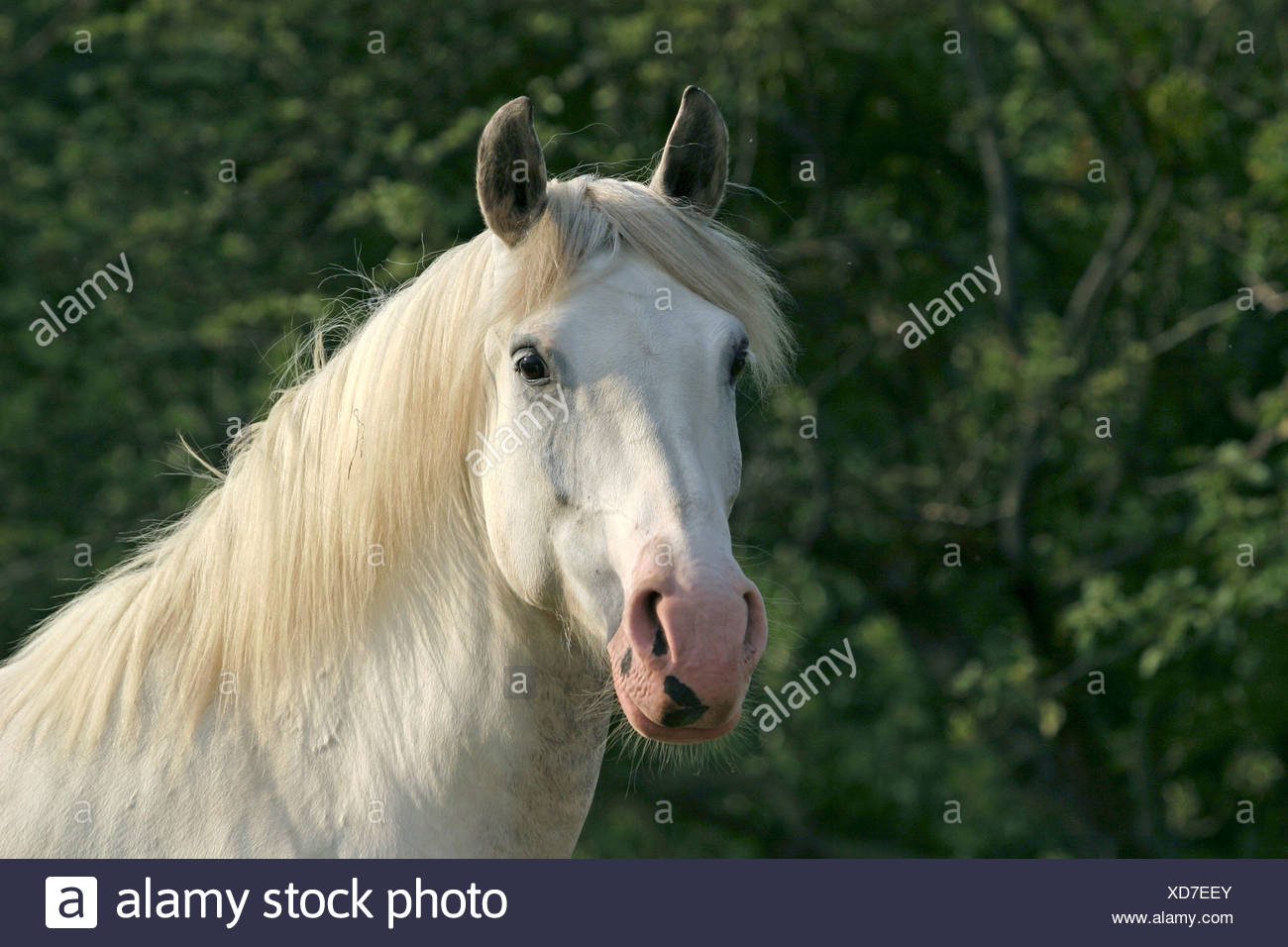 Weisses Im Pferd Portrait Tete De Cheval Blanc Photo Stock Alamy