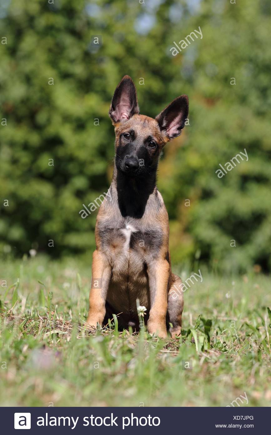Chiot Malinois Banque d