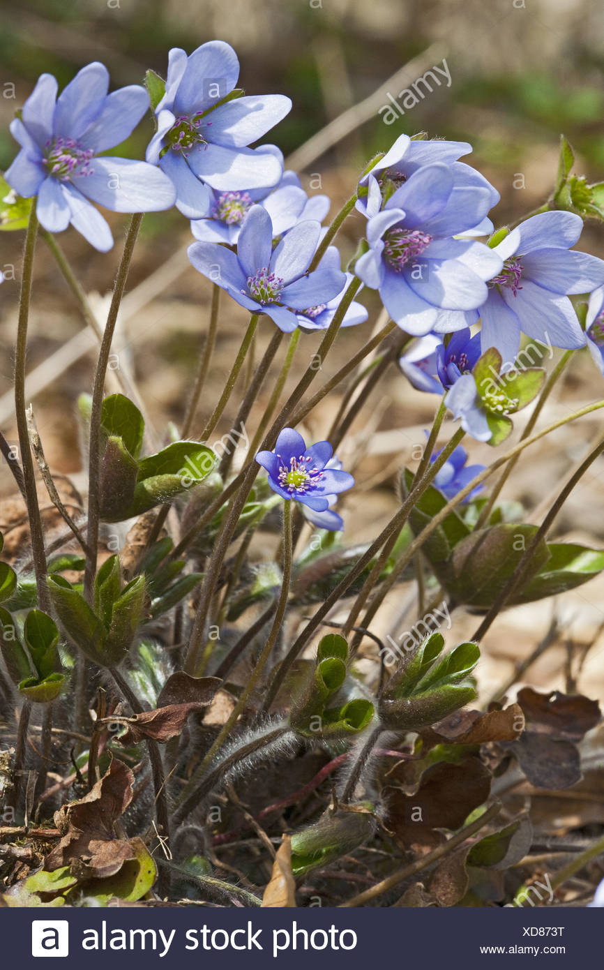 L'hépatique, anemone hepatica, Hepatica nobilis Banque D'Images