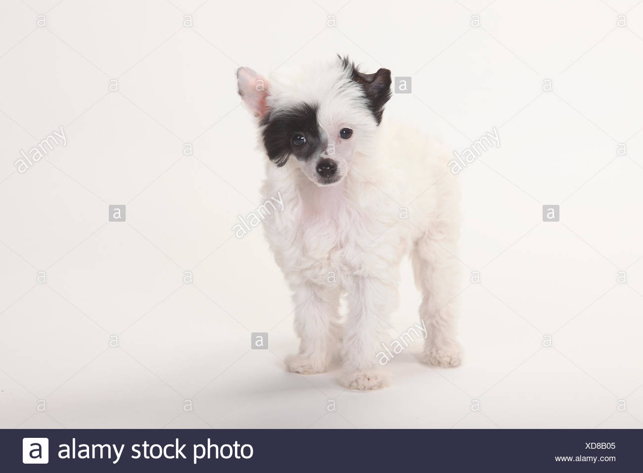 Chien Chinois A Crete Powderpuff Chiot 9 Semaines Photo Stock Alamy