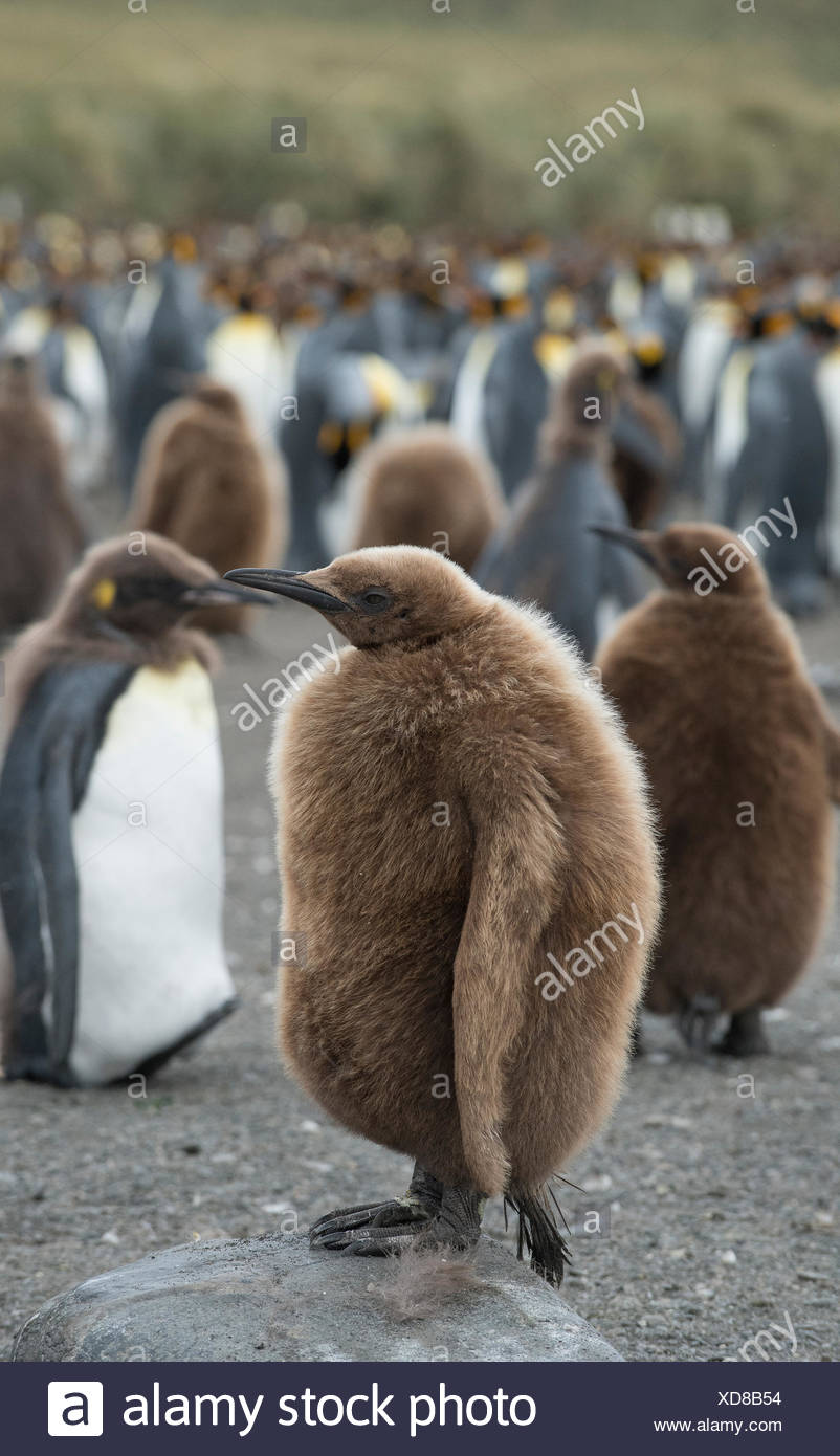 Le manchot royal juvénile debout dans un grand groupe ensemble sur une plage. Banque D'Images
