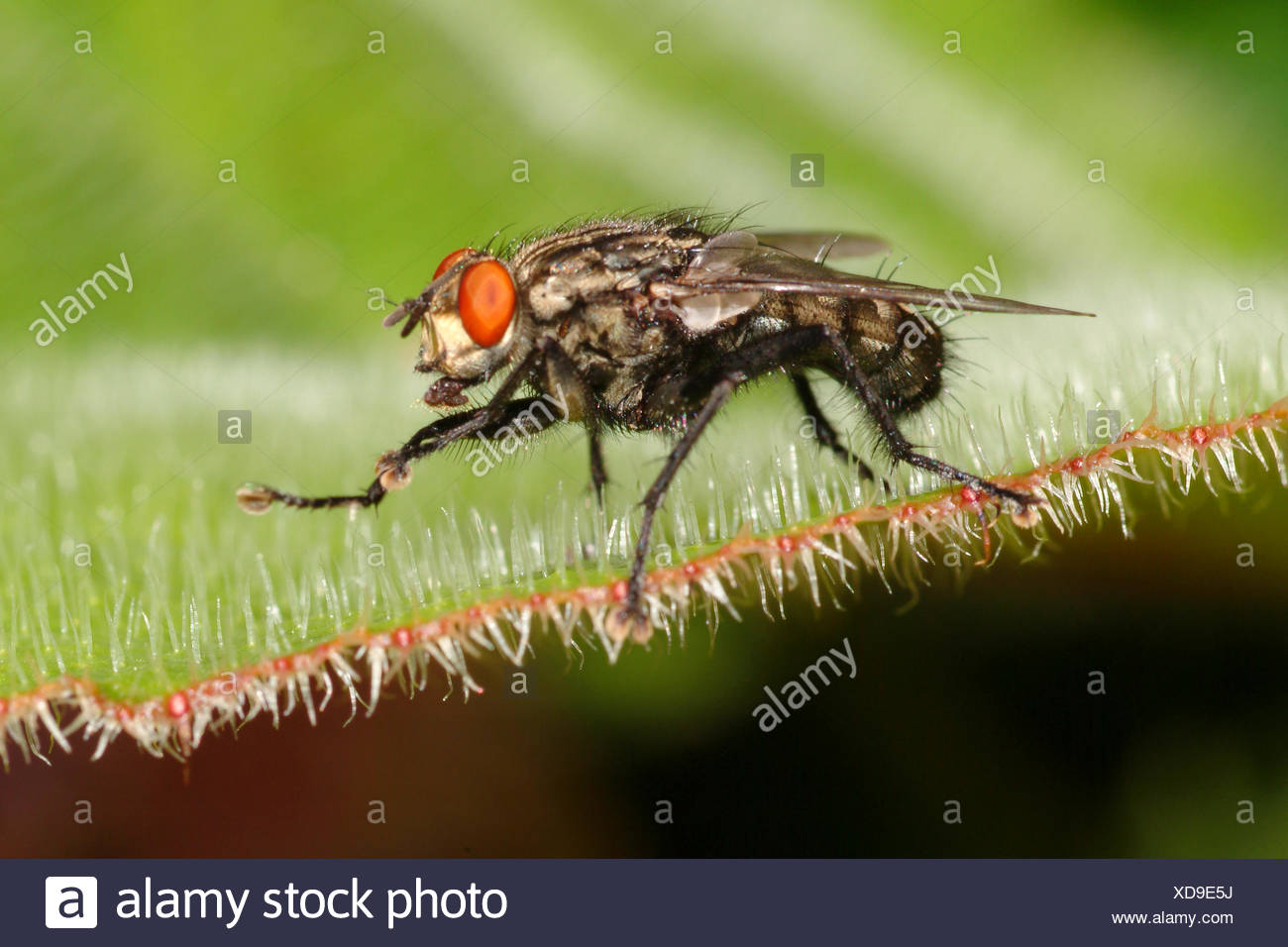 La Mouche à damiers ou Mouche grise
