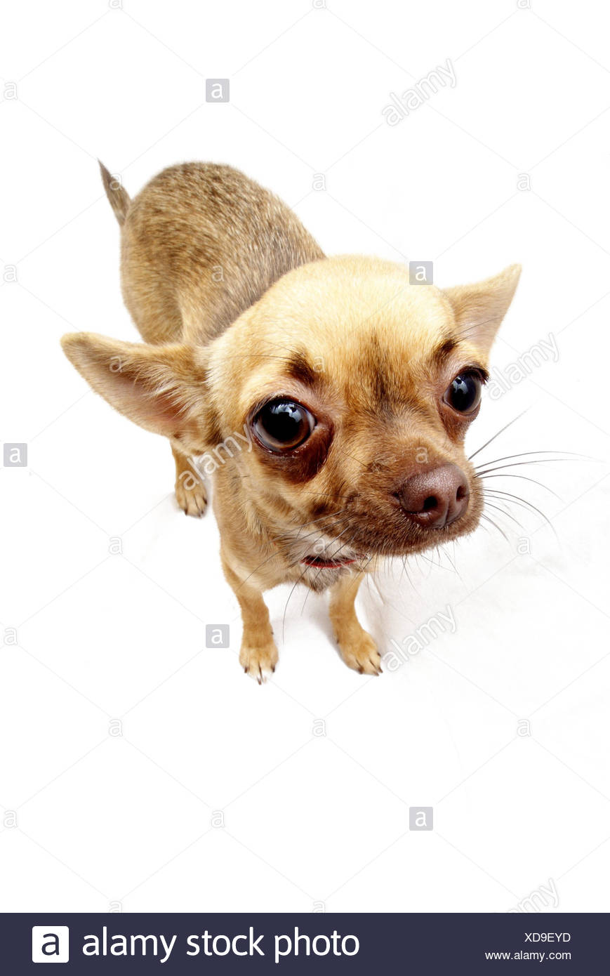 Chien Chihuahua Animal Mammifère Animal De Compagnie