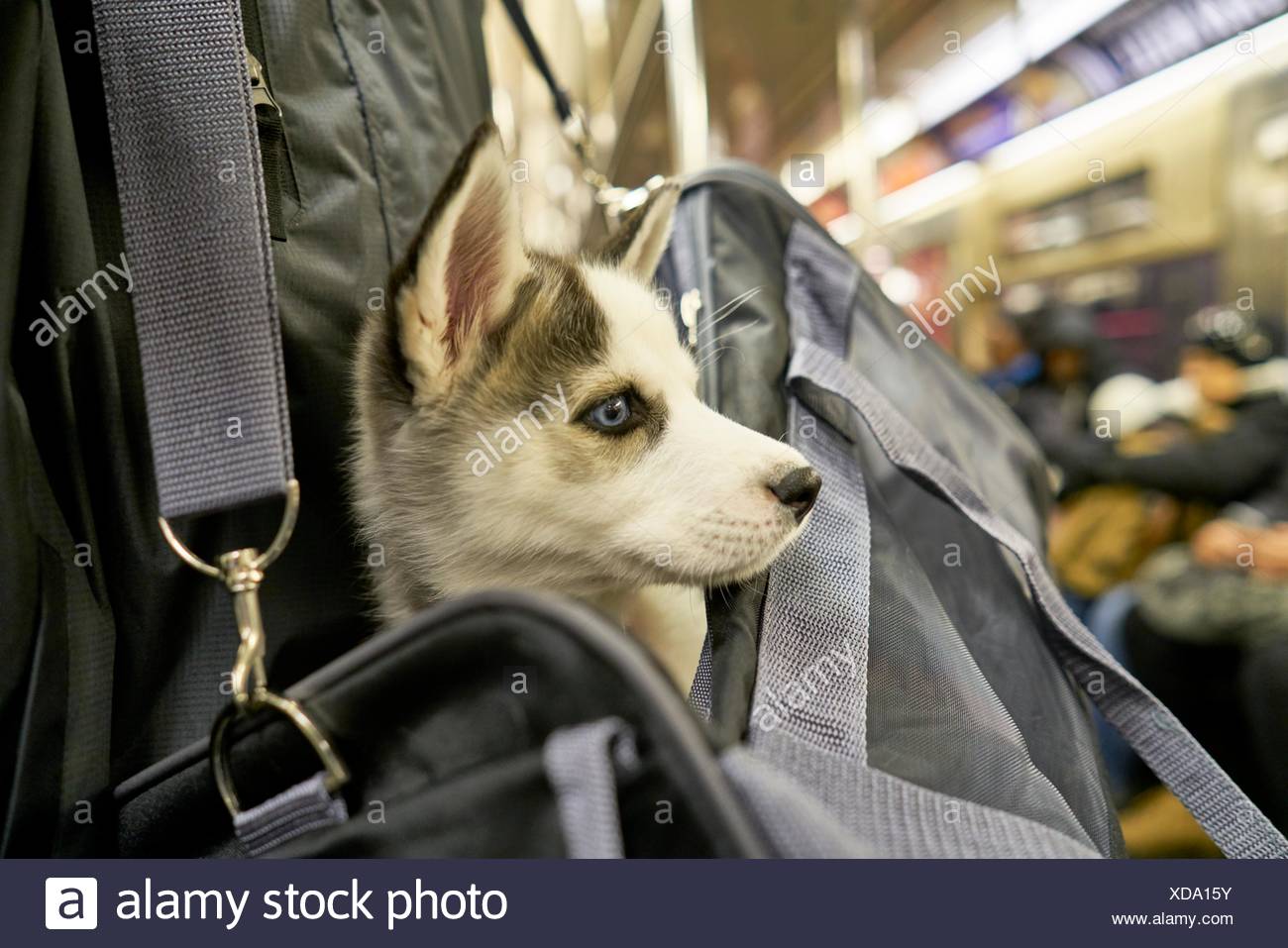 Un Joli Chien Chiot Husky Dans Le Sac De Son Proprietaire Metro De New York Usa Photo Stock Alamy Un Joli Chien Chiot Husky Dans Le Sac De Son Proprietaire Metro De New York Usa Photo Stock Alamy