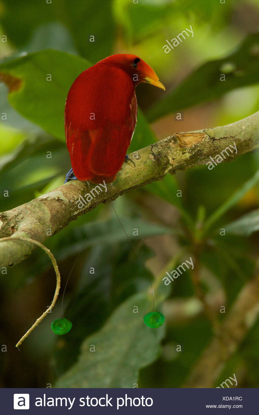 Rectrices Centrales Vert Rouge Et Bleu Pieds Dun Homme