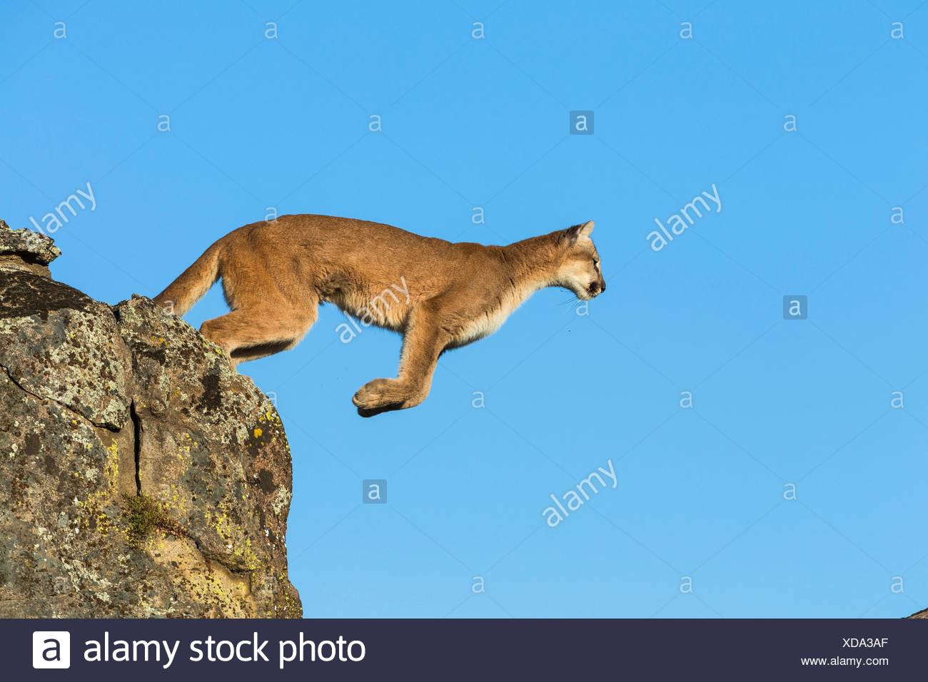 puma saut puma saut