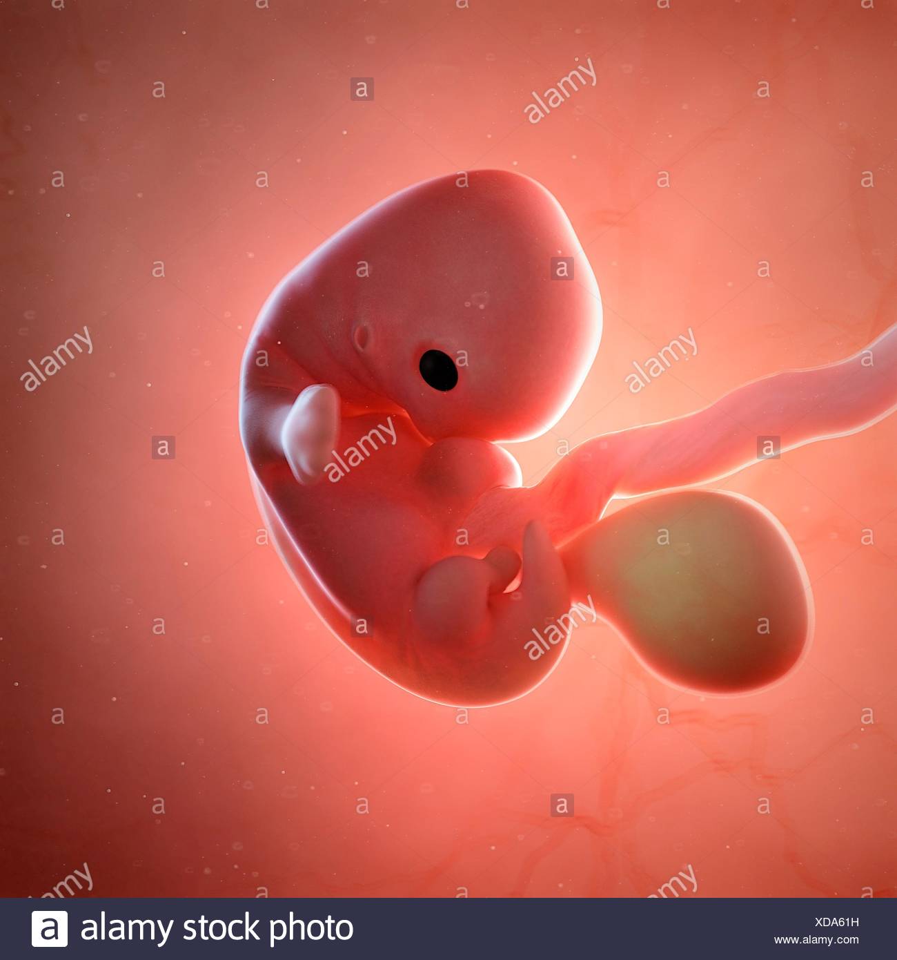 Foetus Humain L Age De 7 Semaines De L Illustration Photo Stock Alamy
