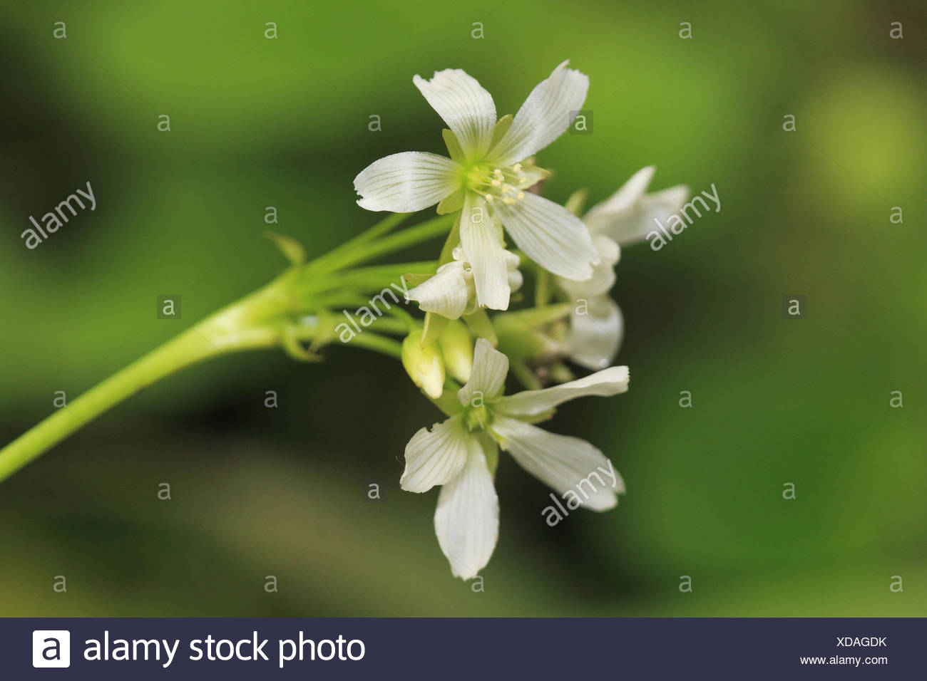 Blossom d'une Vénus, cas de l'aviation Banque D'Images