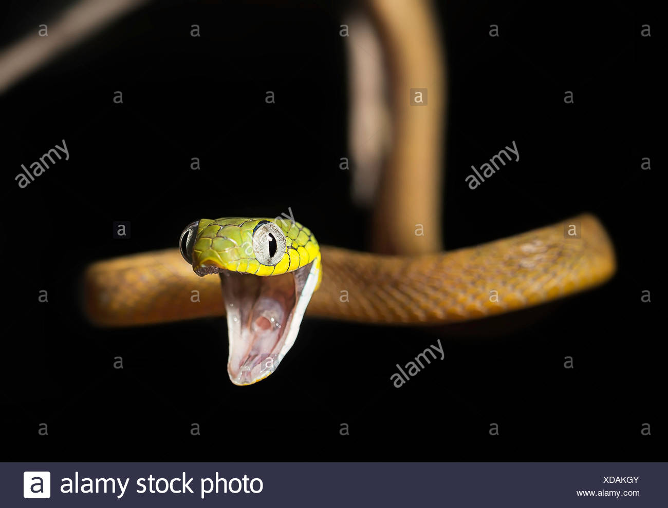 Chat Vert béant (serpent Boiga cyanea), Malaisie Banque D'Images