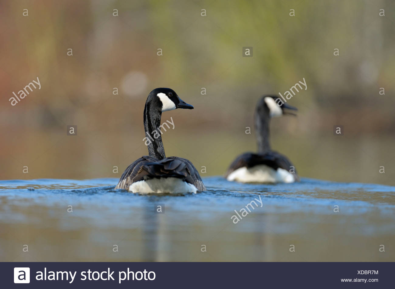 canada goose allemagne canada goose allemagne