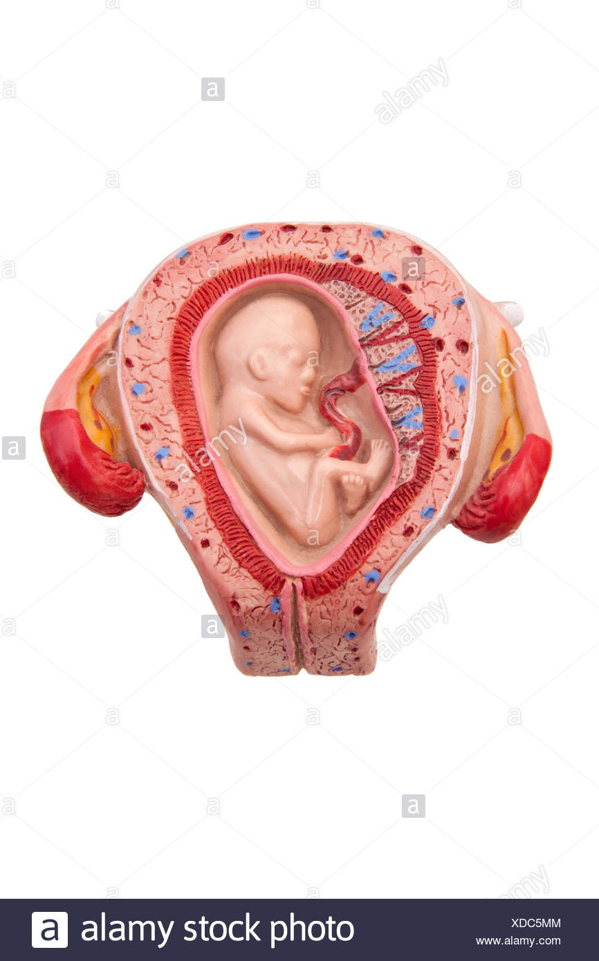 3 Mois De Grossesse Photo Stock Alamy