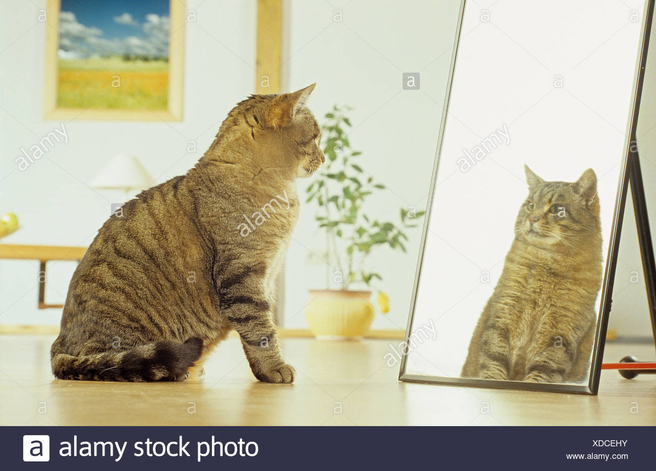Chat Tigre Se Regarder Dans Un Miroir Photo Stock Alamy Chat Tigre Se Regarder Dans Un Miroir Photo Stock Alamy