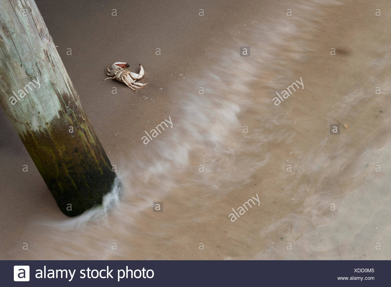 Du crabe en sable sous pier Banque D'Images