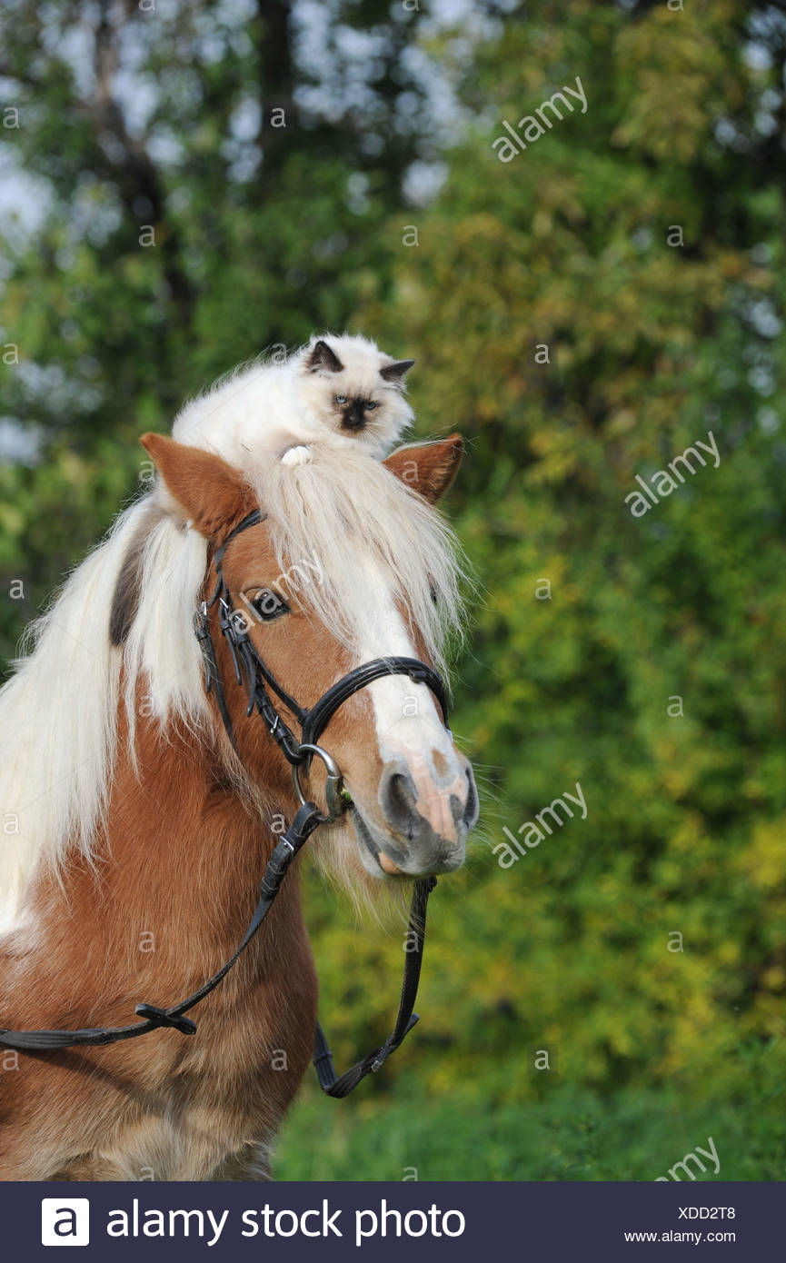 Poney Shetland Americain Avec Un Chat Birman Sur Sa Tete Photo Stock Alamy Poney Shetland Americain Avec Un Chat Birman Sur Sa Tete Photo Stock Alamy