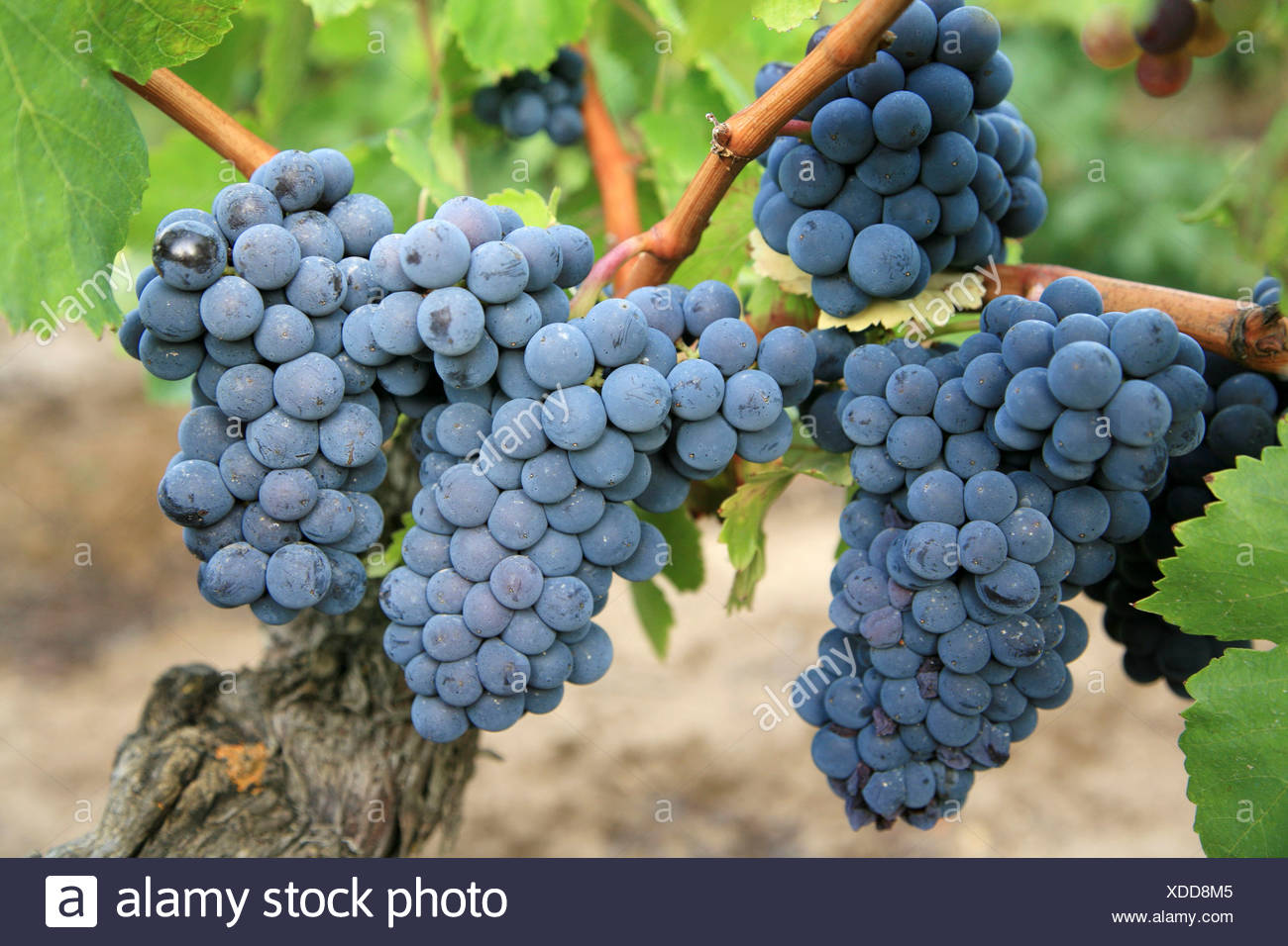 Carignan Banque d'image et photos - Alamy