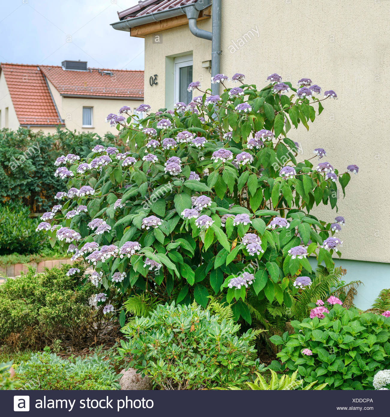 Hydrangea Aspera Villosa Stock Photos Hydrangea Aspera Villosa