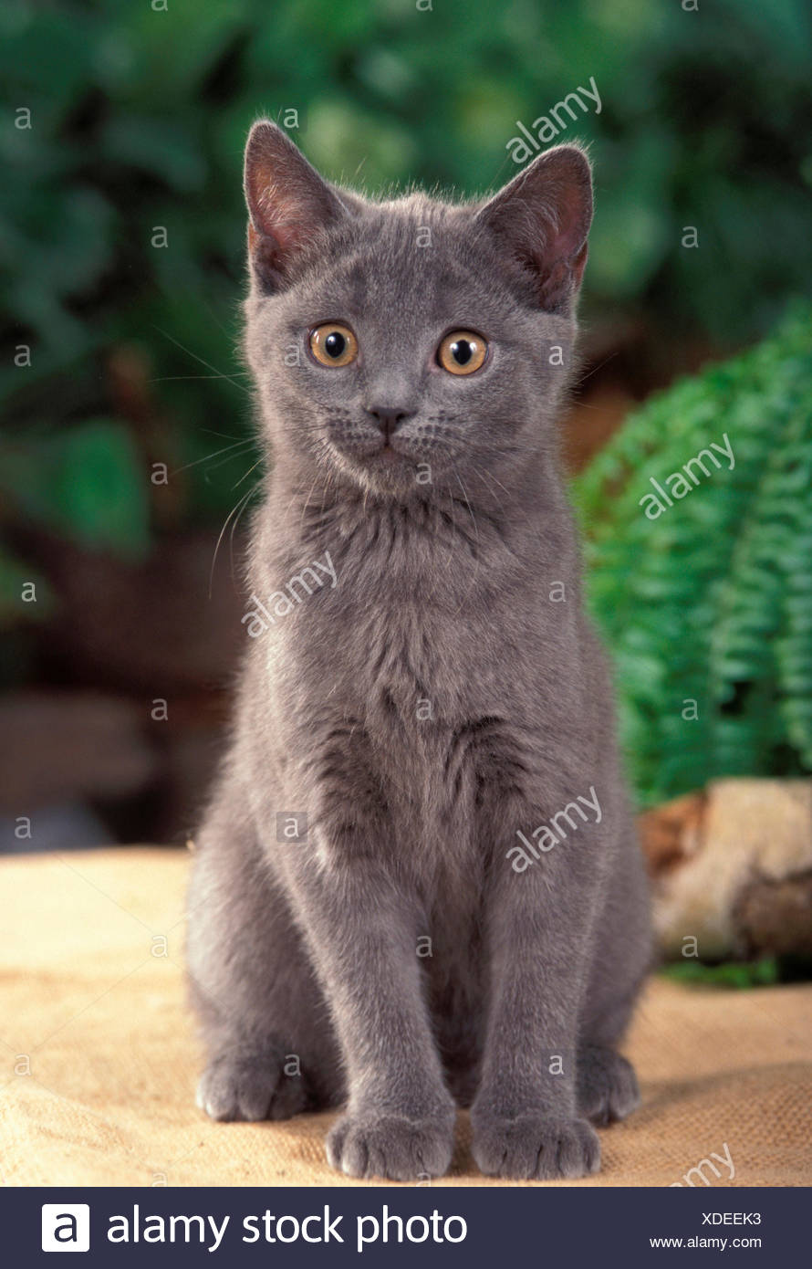 Chat Chartreux Chaton Assis Allemagne Photo Stock Alamy