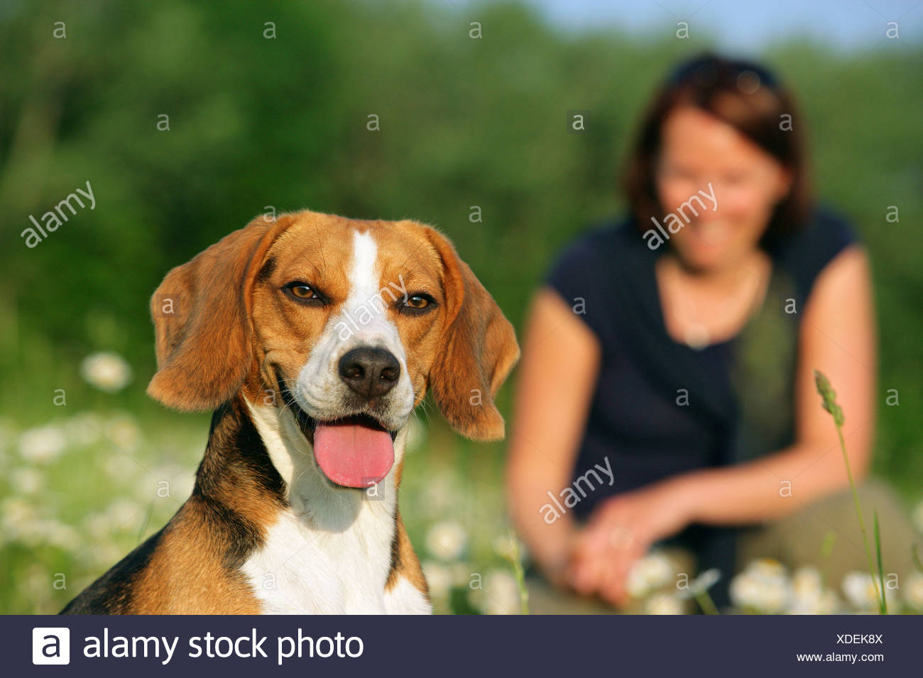 Chien Beagle Et Femme Photo Stock Alamy