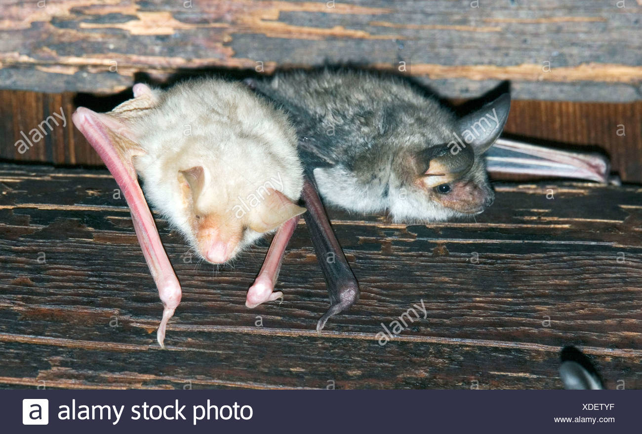 Albino Bat Banque D Image Et Photos Alamy