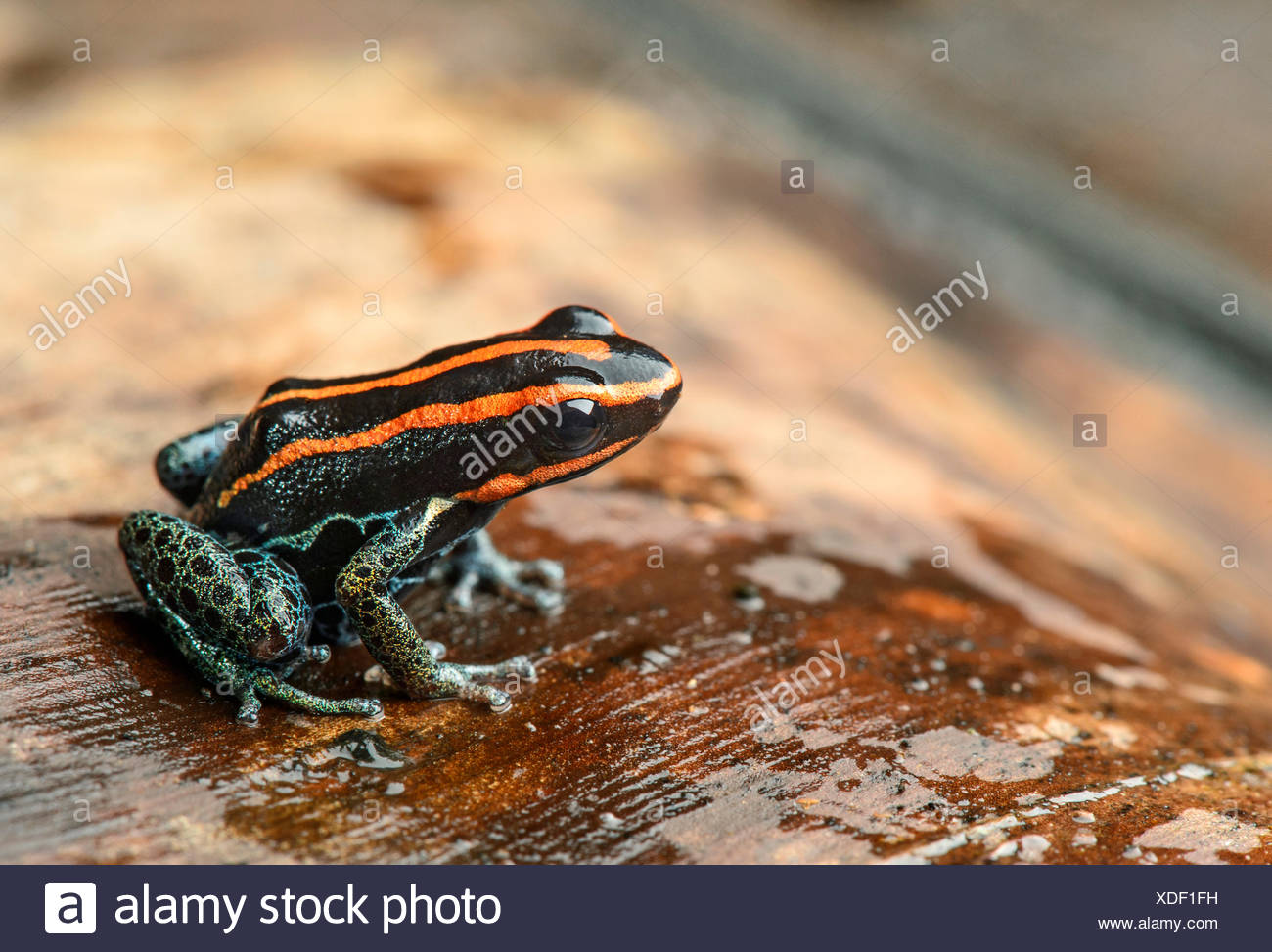 Grenouille poison sanguin ou le poison frog (Zaparas Allobates zaparas), Amazon rainforest, Parc national Yasuni, en Equateur Banque D'Images