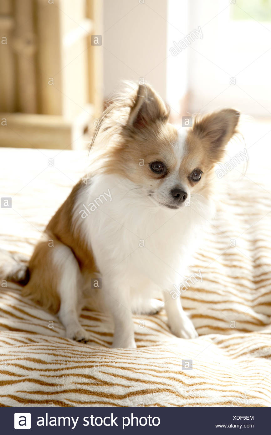 Chihuahua Sasseoir Animal Chien Chien Daccompagnement