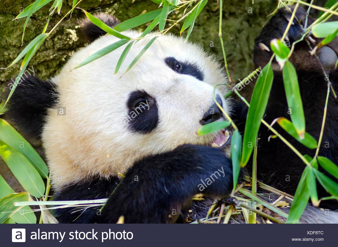 Un Mignon Adorable Bebe Panda Geant Paresseux Manger Le Bambou L Ailuropoda Melanoleuca Se Distingue Par La Grande Parcelles Noires Autour De Ses Yeux Sur Les Oreilles Et A Travers Son Corps Rond