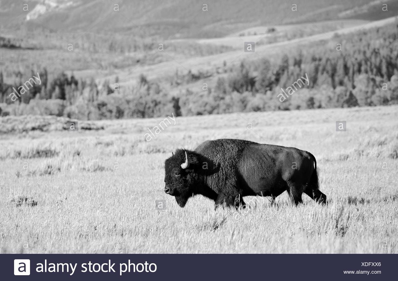Noir et blanc, le Bison d'Amérique (Bison bison) Bull, Buffalo, Parc National de Grand Teton, Wyoming, United States of America, USA Banque D'Images